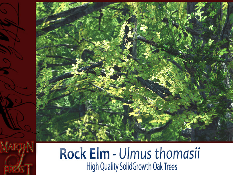 Rock Elm Bundle by N/A