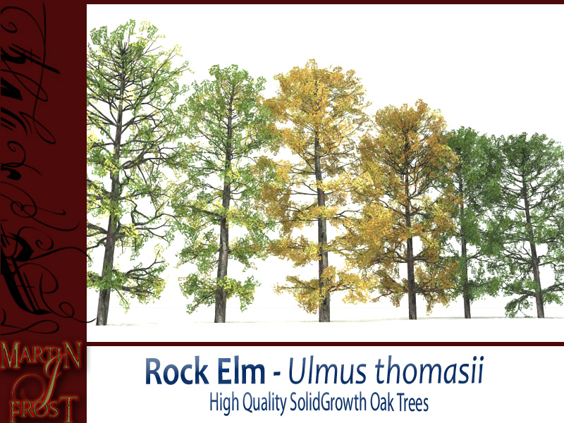 Rock Elm Bundle by N/A