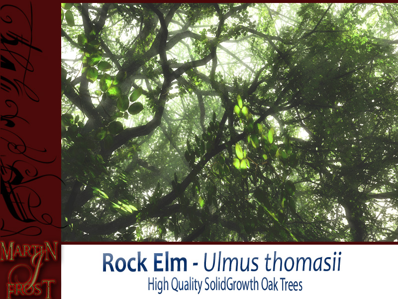Rock Elm Bundle by N/A