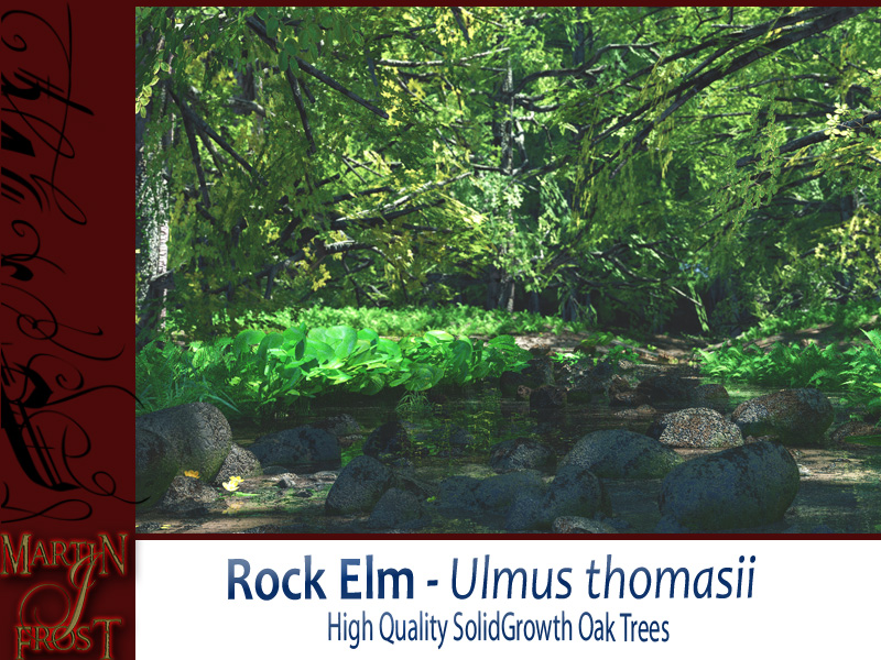 Rock Elm Bundle by N/A