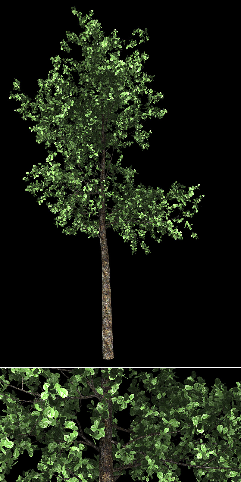 Urban Trees by N/A