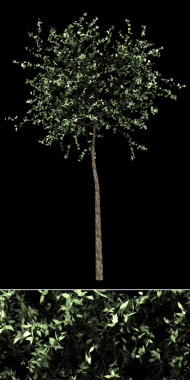 Urban Trees by N/A