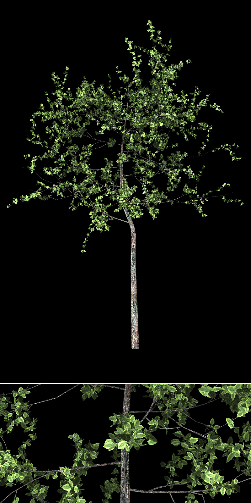 Urban Trees by N/A