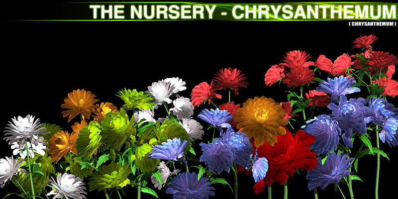 The Nursery - Chrysanthemum by N/A