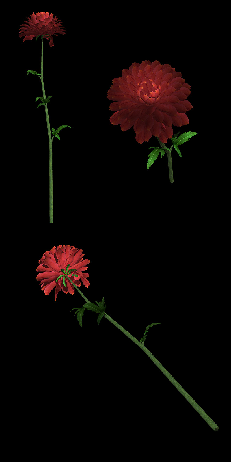 The Nursery - Chrysanthemum by N/A