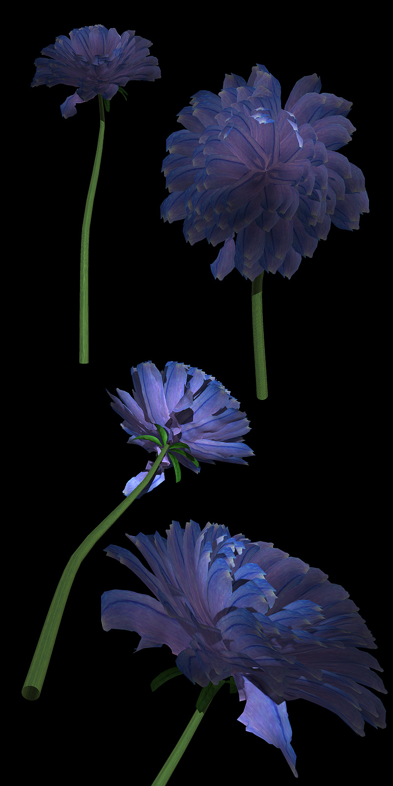 The Nursery - Chrysanthemum by N/A