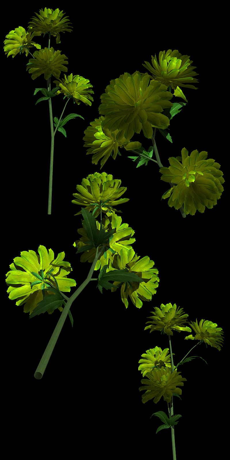The Nursery - Chrysanthemum by N/A