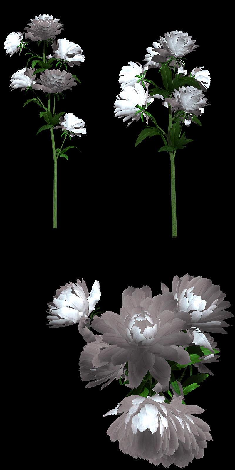 The Nursery - Chrysanthemum by N/A
