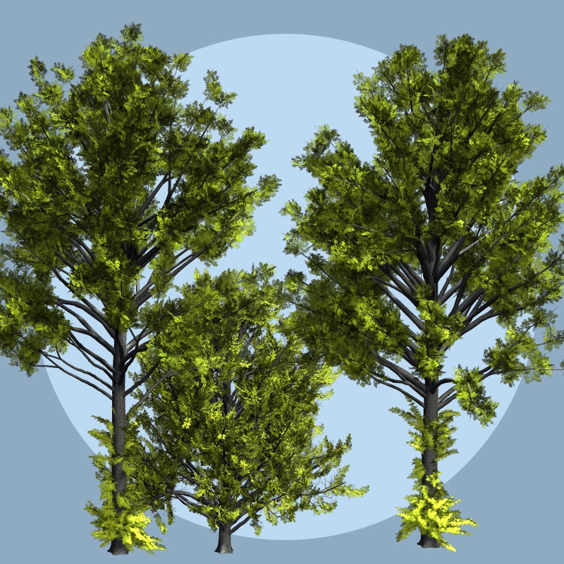 Ulmus hollandica DR by N/A