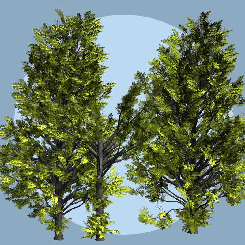 Ulmus hollandica DR by N/A