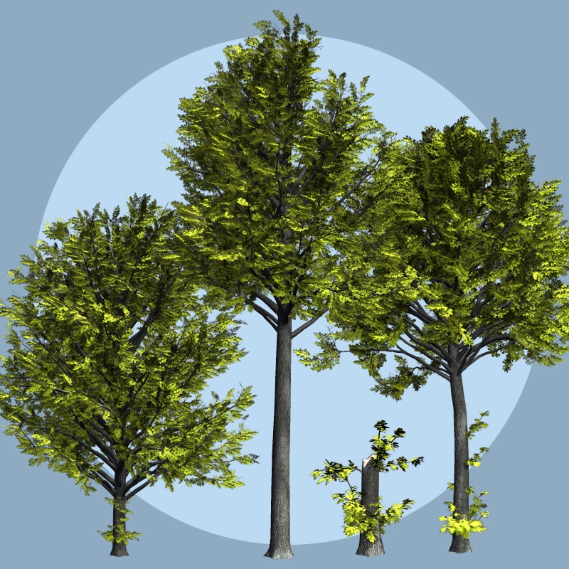 Ulmus hollandica DR by N/A