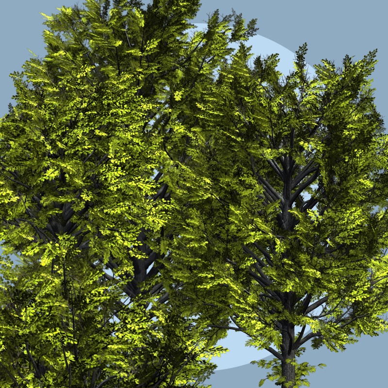 Ulmus hollandica DR by N/A