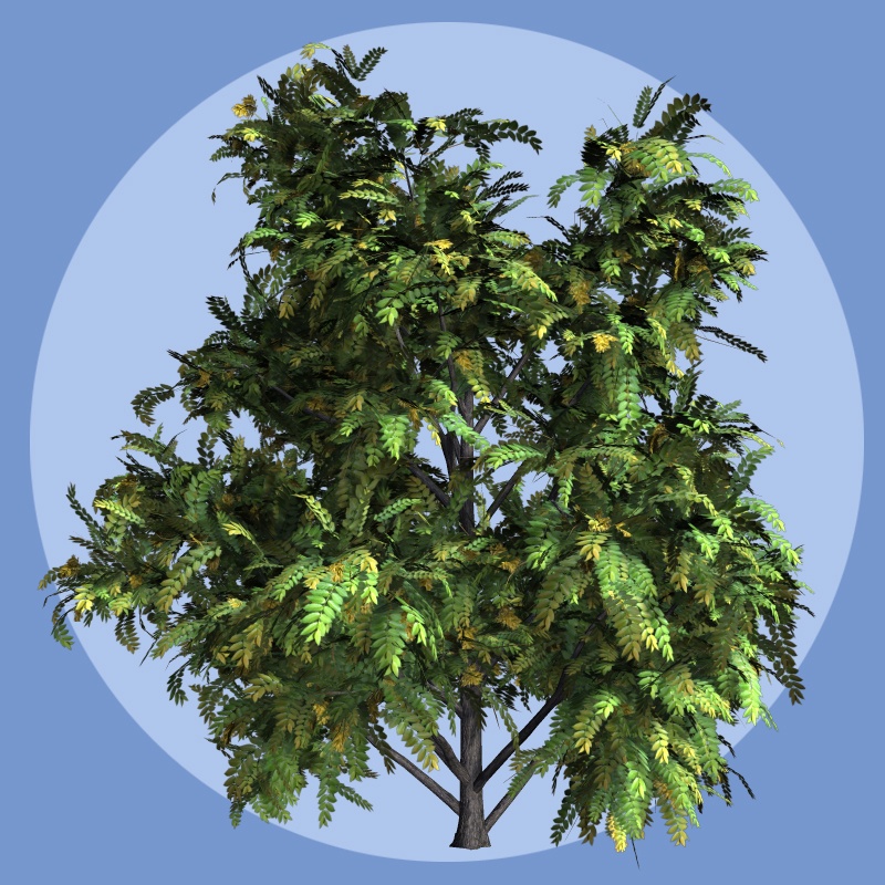 Ailanthus DR by N/A