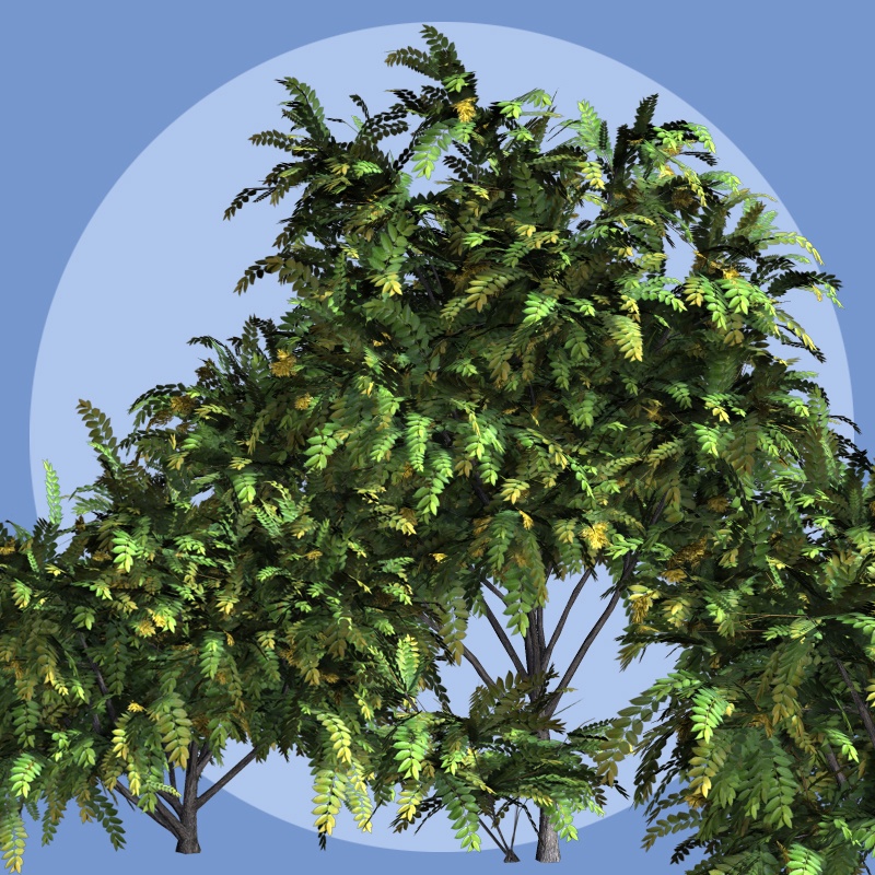 Ailanthus DR by N/A