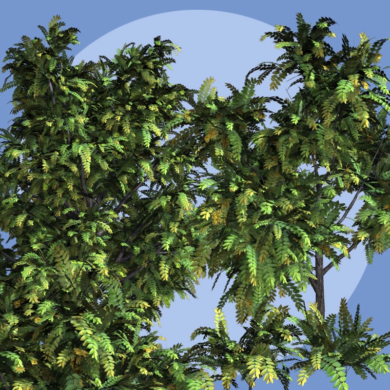 Ailanthus DR by N/A