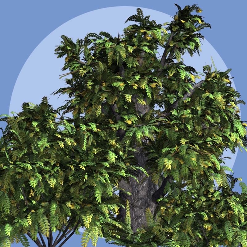 Ailanthus DR by N/A