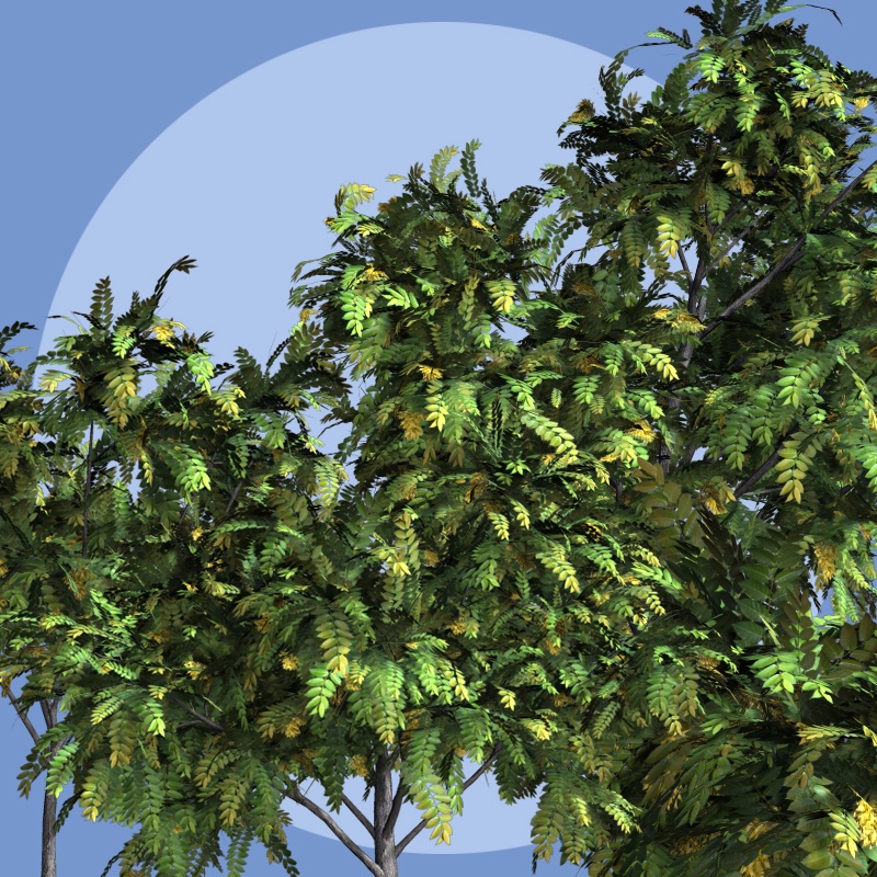 Ailanthus DR by N/A