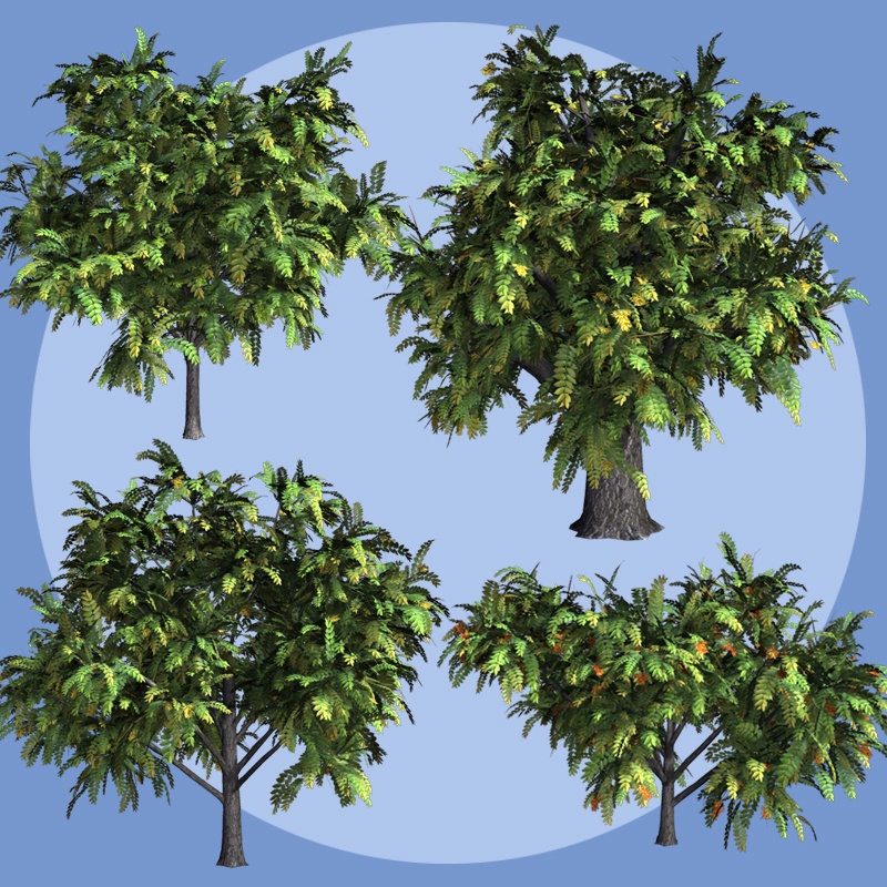 Ailanthus DR by N/A