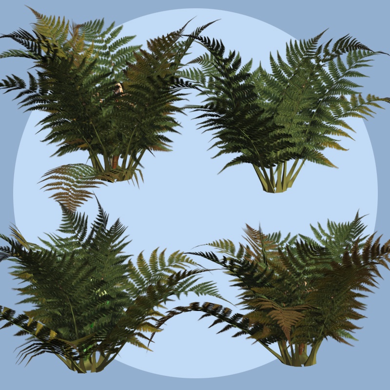 Ferns 2012 DR by N/A