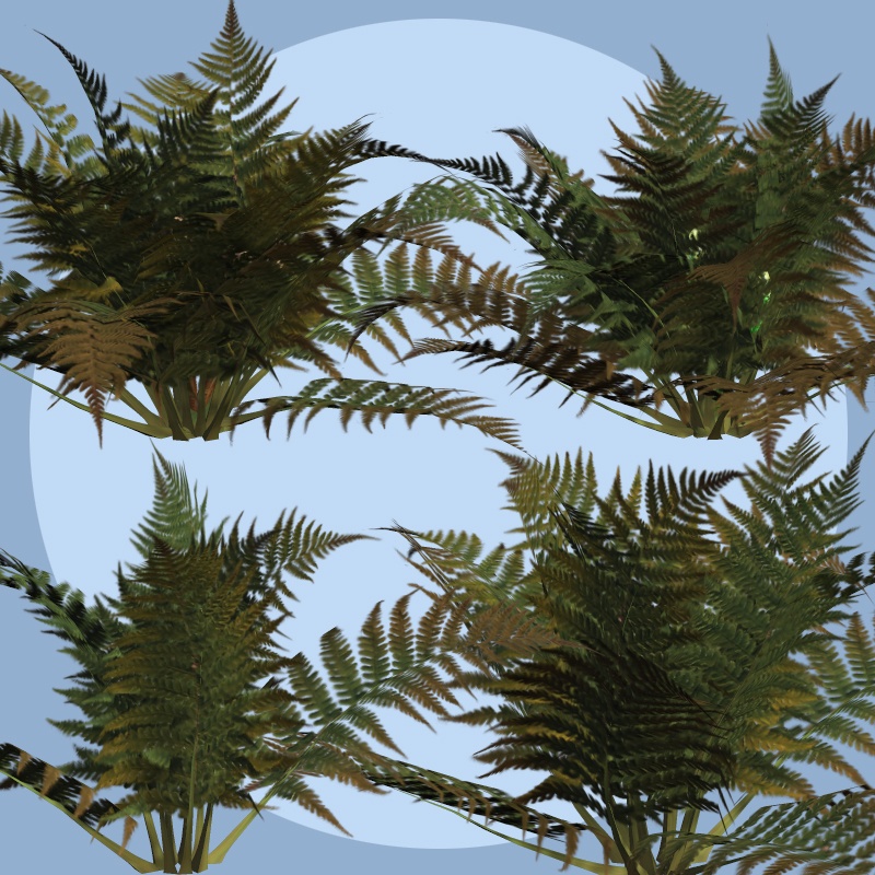Ferns 2012 DR by N/A