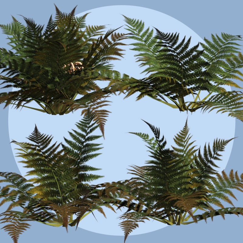 Ferns 2012 DR by N/A