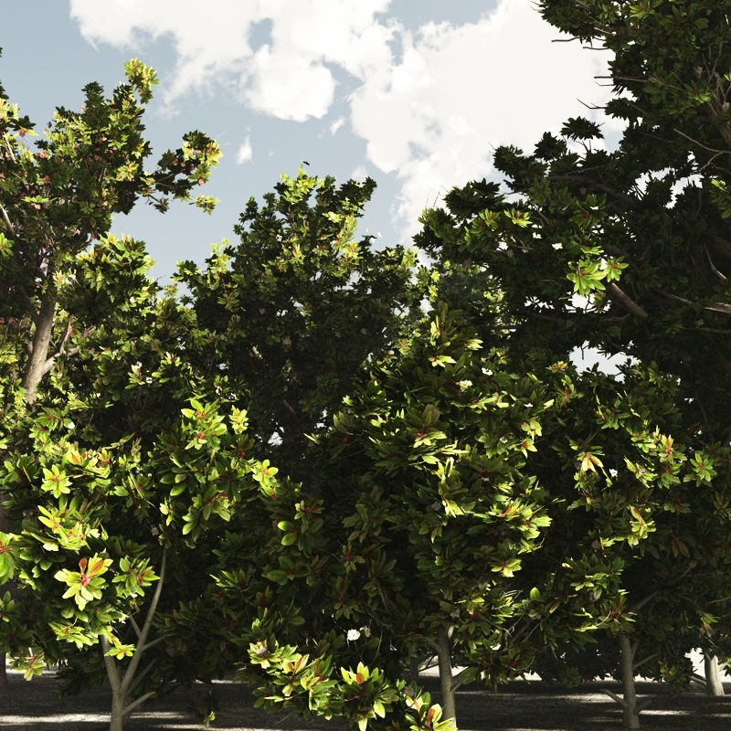 MagnoliaG DR by N/A
