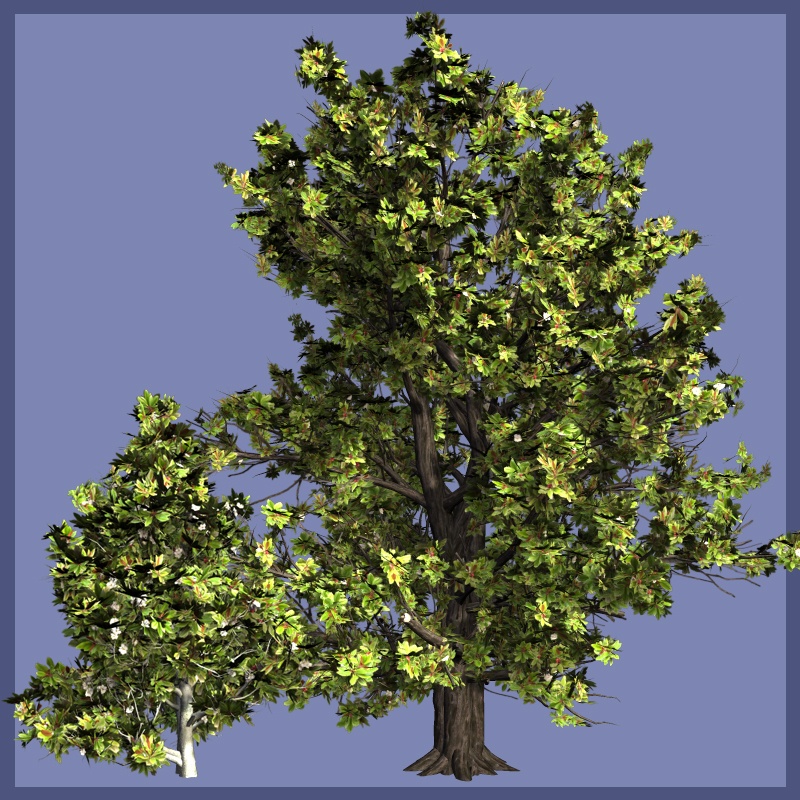 MagnoliaG DR by N/A