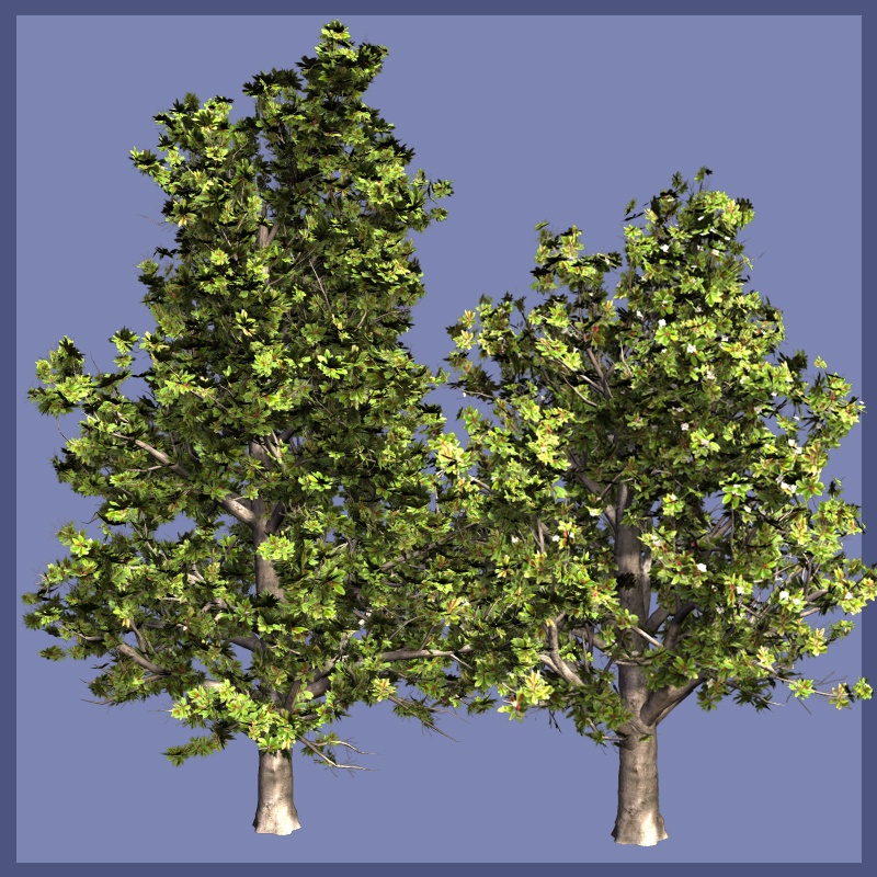 MagnoliaG DR by N/A