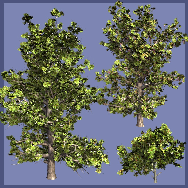 MagnoliaG DR by N/A