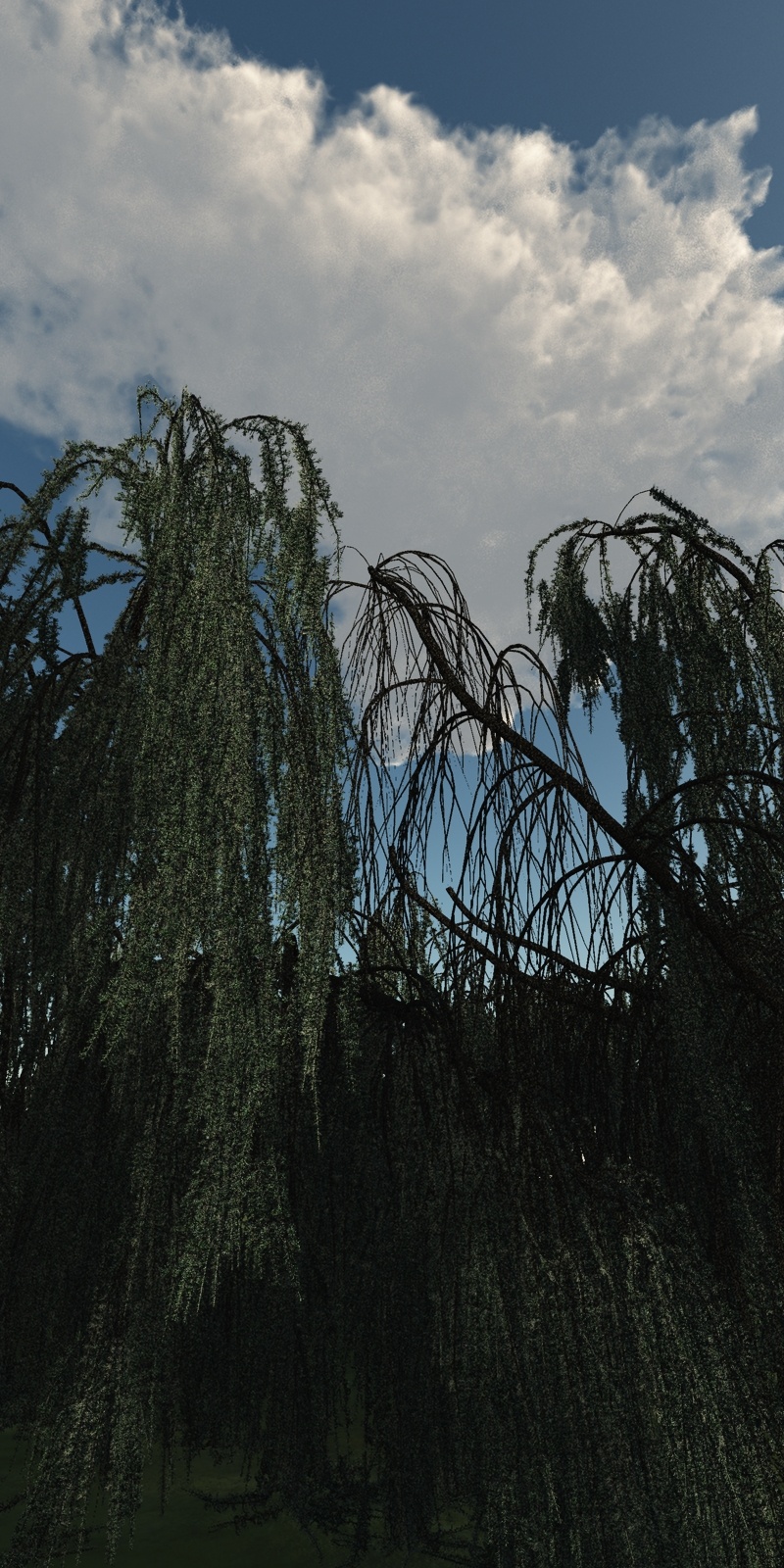 Weeping Cedar DR by N/A