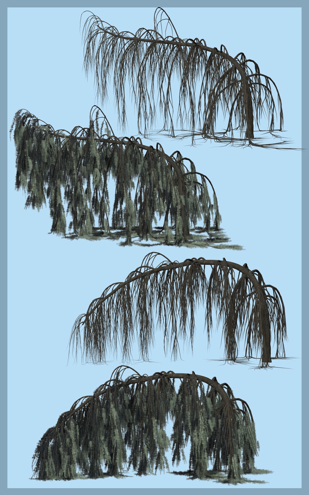 Weeping Cedar DR by N/A