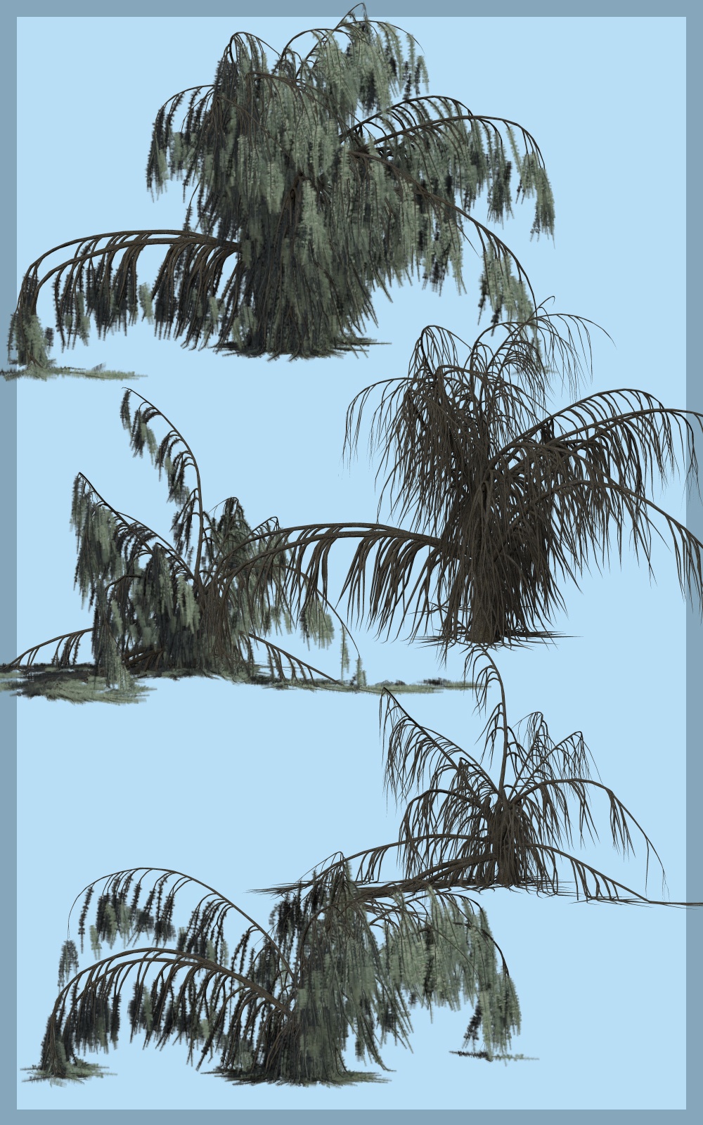 Weeping Cedar DR by N/A