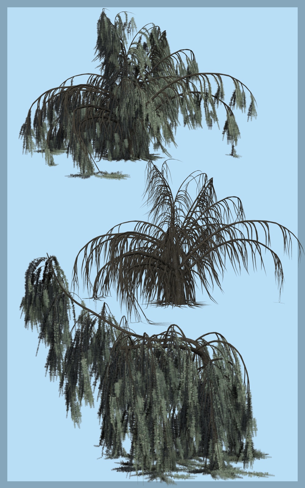 Weeping Cedar DR by N/A