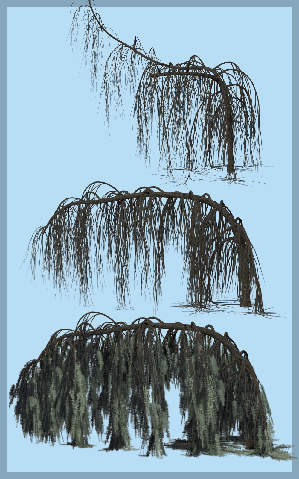 Weeping Cedar DR by N/A