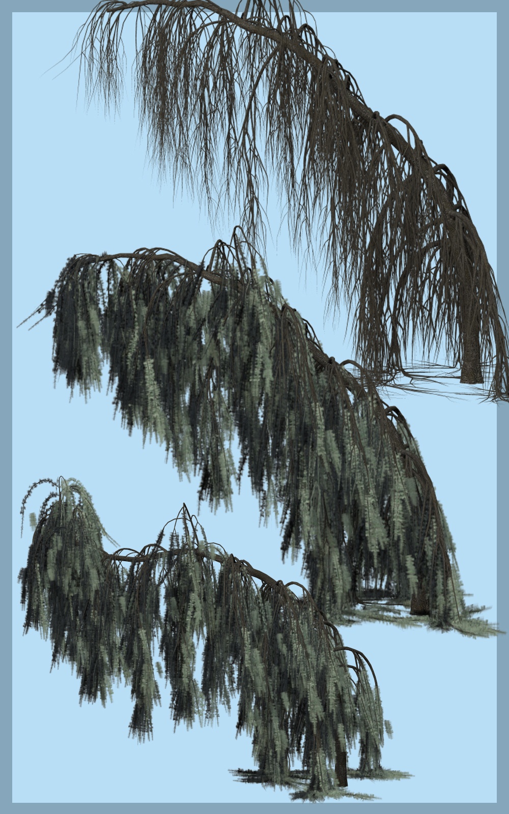 Weeping Cedar DR by N/A