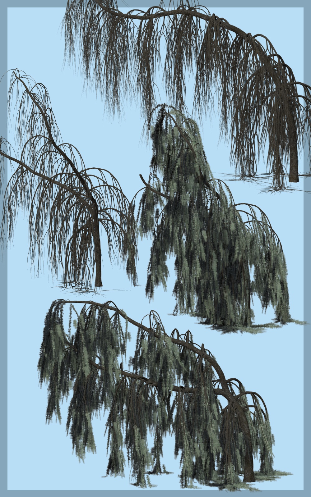 Weeping Cedar DR by N/A