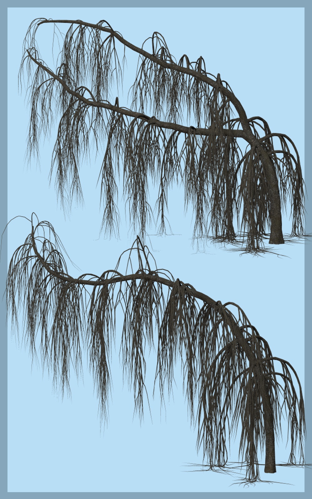 Weeping Cedar DR by N/A